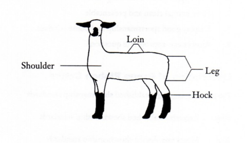 Diagram of sheep body parts.